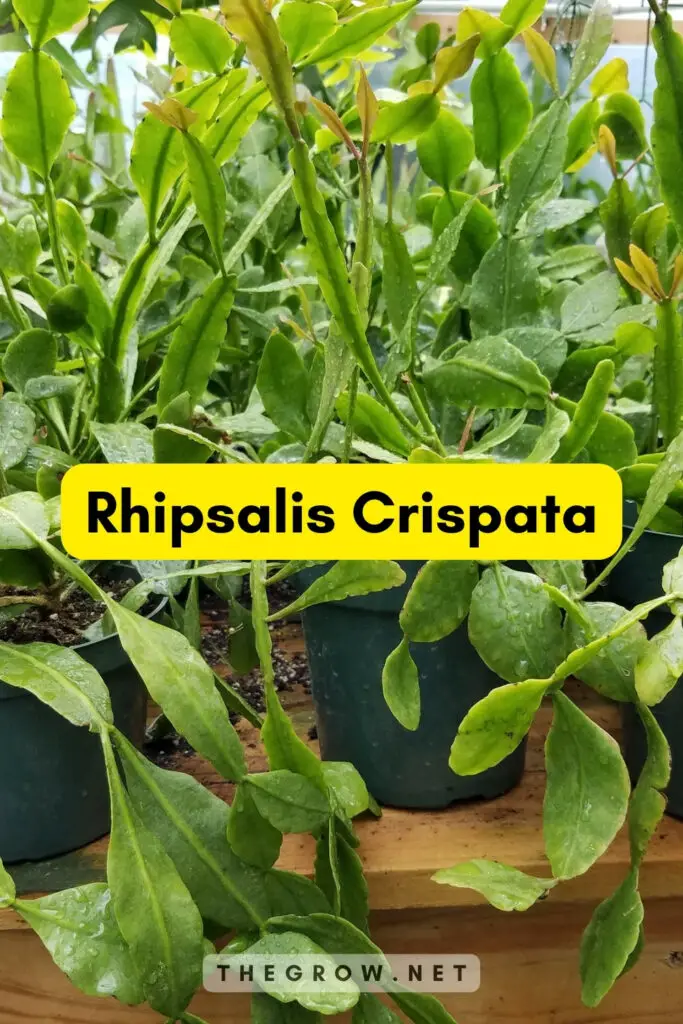 Rhipsalis Crispata
