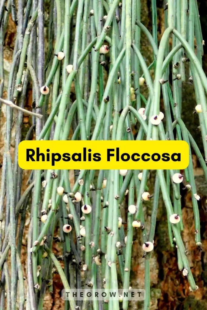 Rhipsalis Floccosa