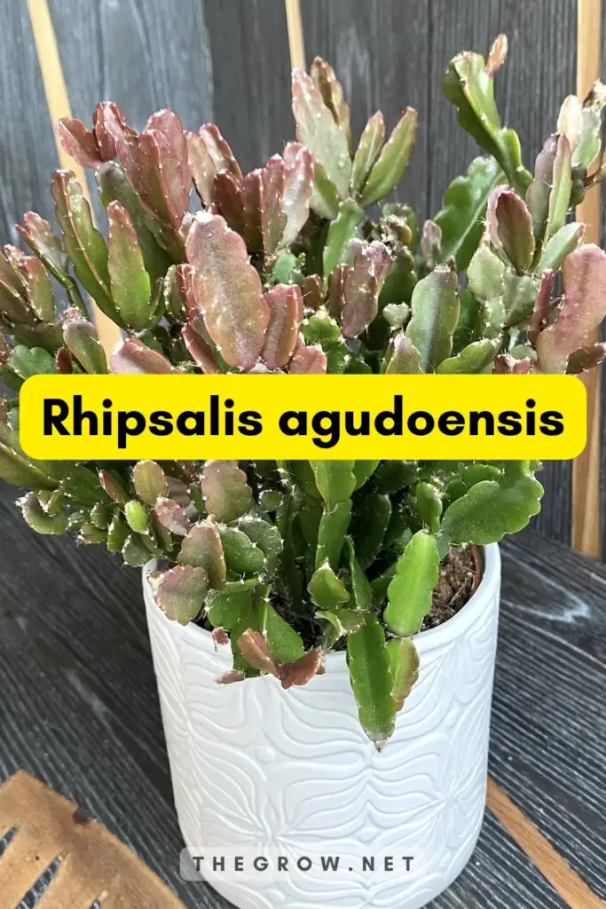 Rhipsalis agudoensis