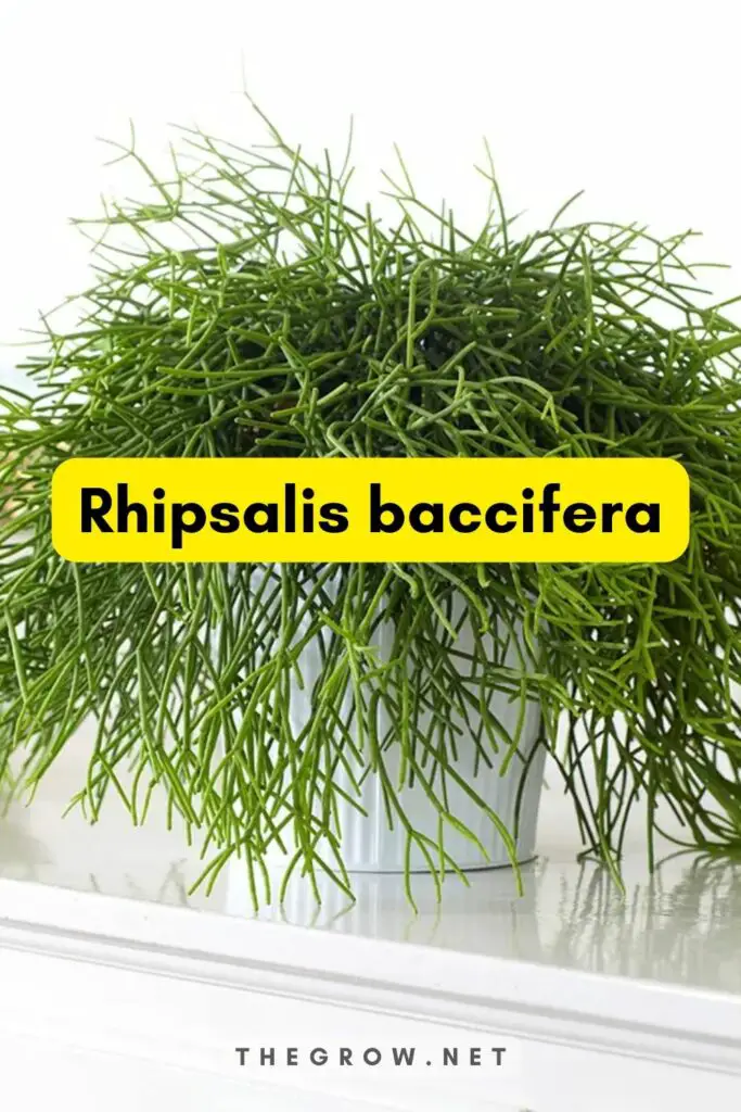 Rhipsalis bacciferas