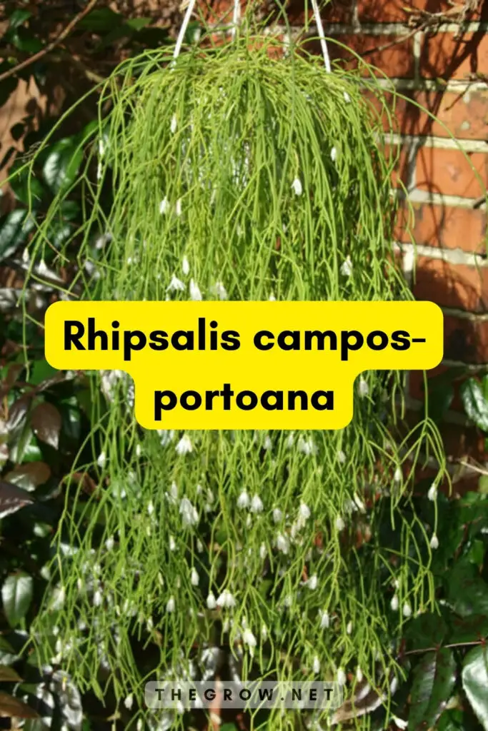 Rhipsalis campos-portoana