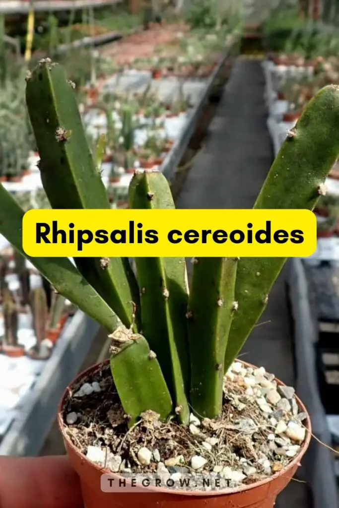Rhipsalis cereoides