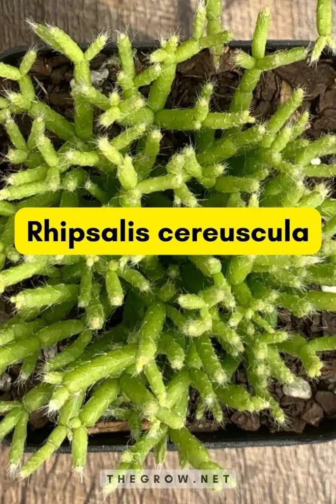 Rhipsalis cereuscula