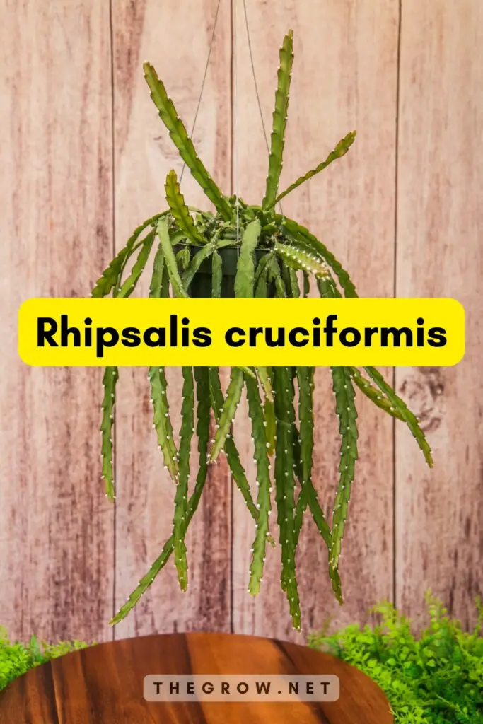 Rhipsalis cruciformis