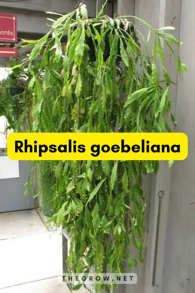Rhipsalis goebeliana