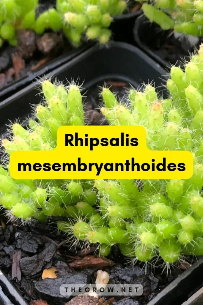 Rhipsalis mesembryanthoides