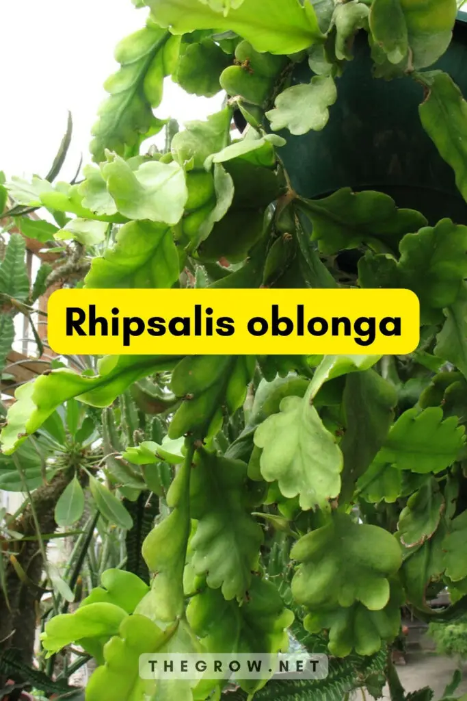 Rhipsalis oblonga