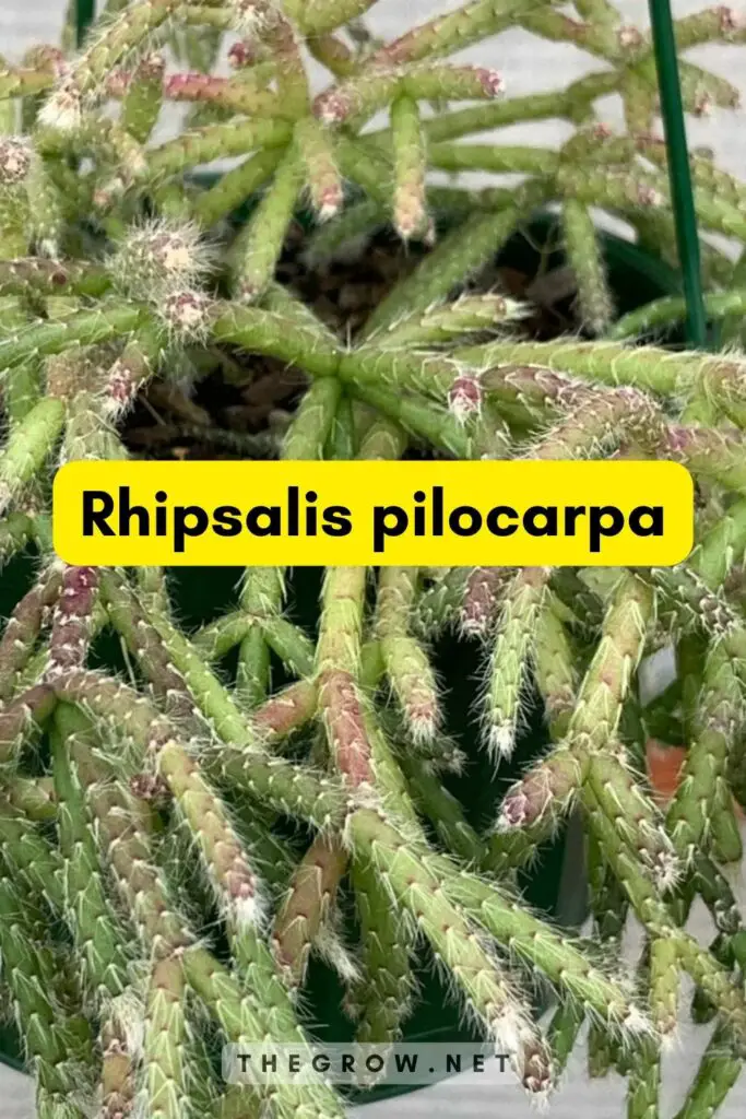 Rhipsalis pilocarpa
