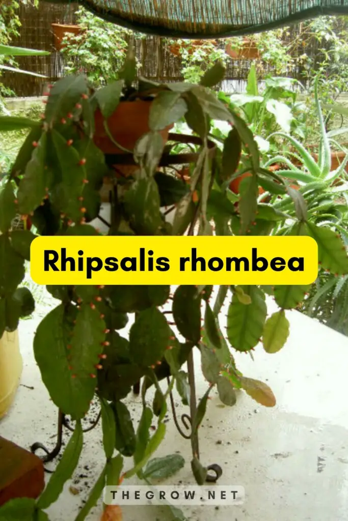 Rhipsalis rhombea