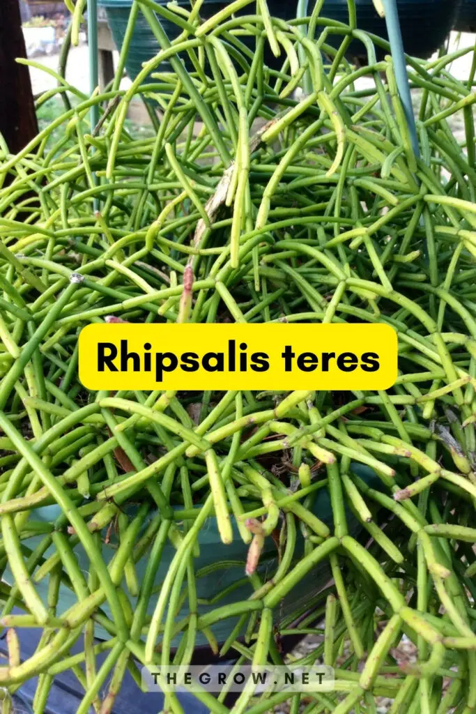 Rhipsalis teres