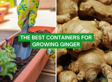 The Best Containers For Growing Ginger