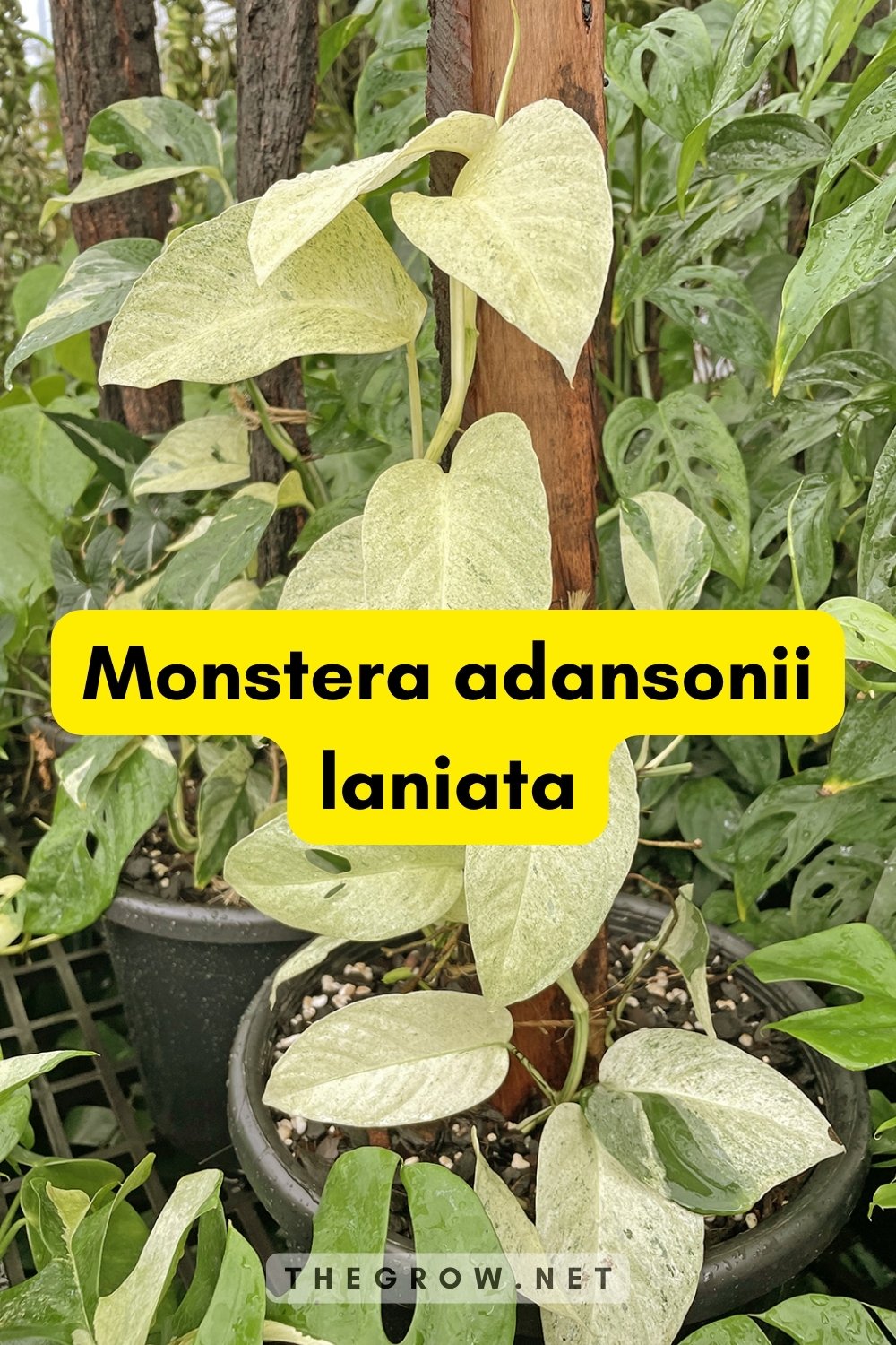 Monstera adansonii laniata