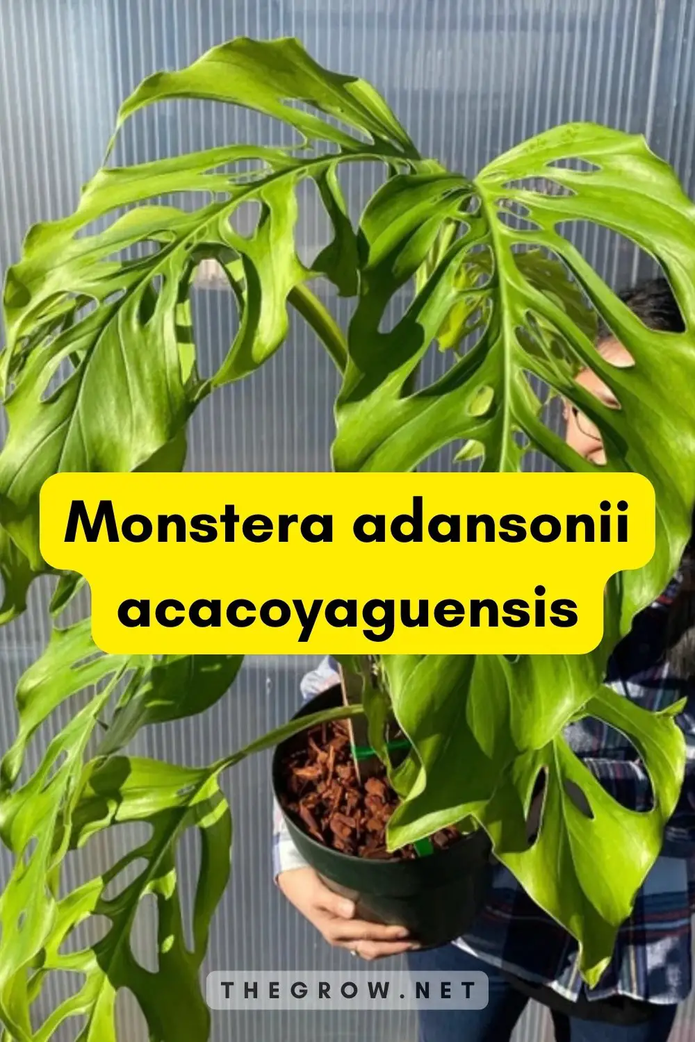 Monstera adansonii laniata