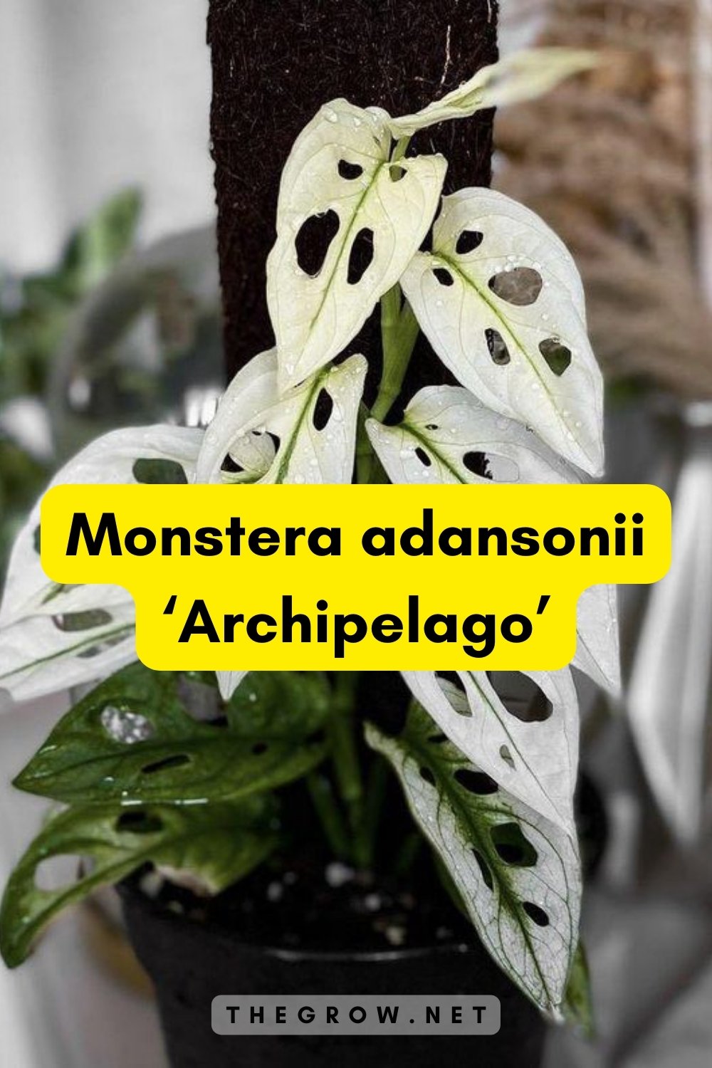 Monstera adansonii ‘Archipelago’