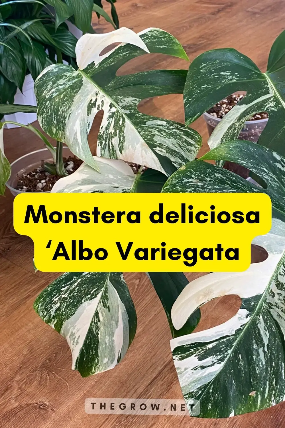 Monstera deliciosa ‘Albo Variegata