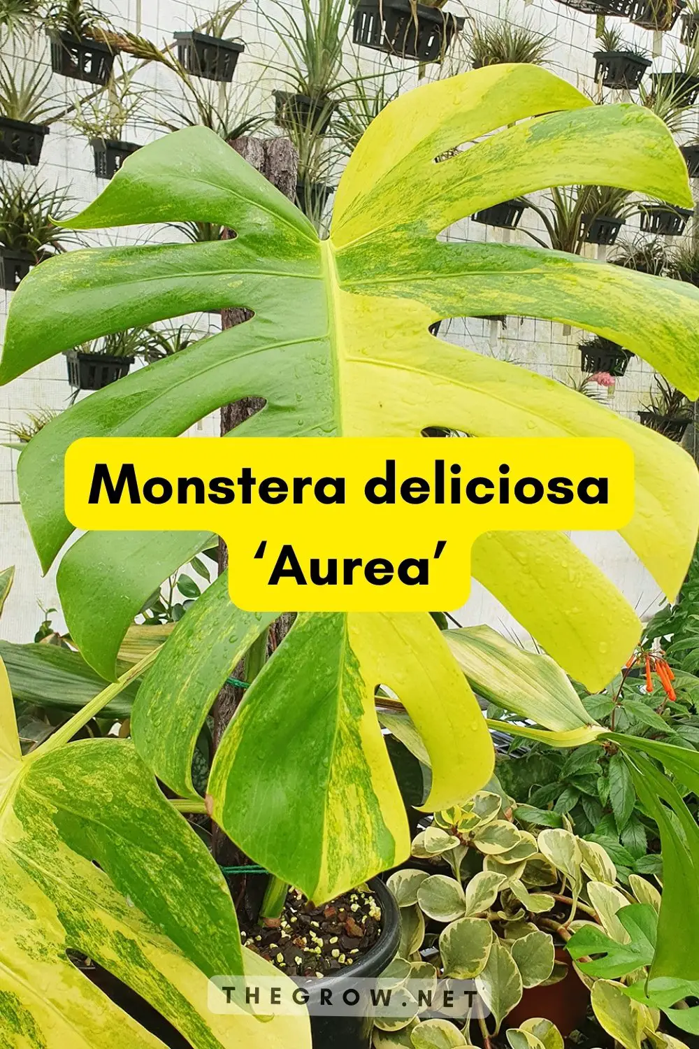 Monstera deliciosa ‘Aurea’