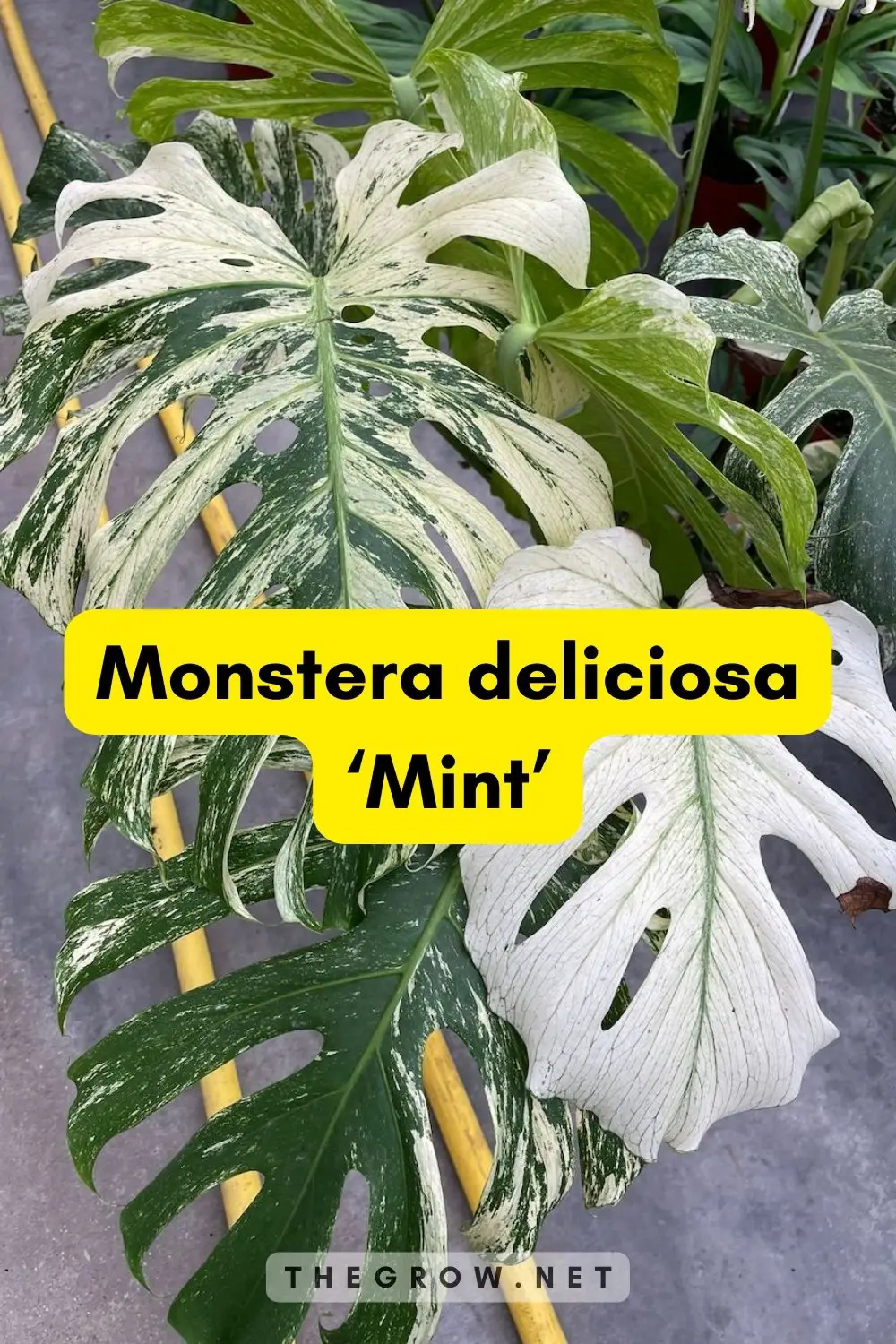 Monstera deliciosa ‘Mint’
