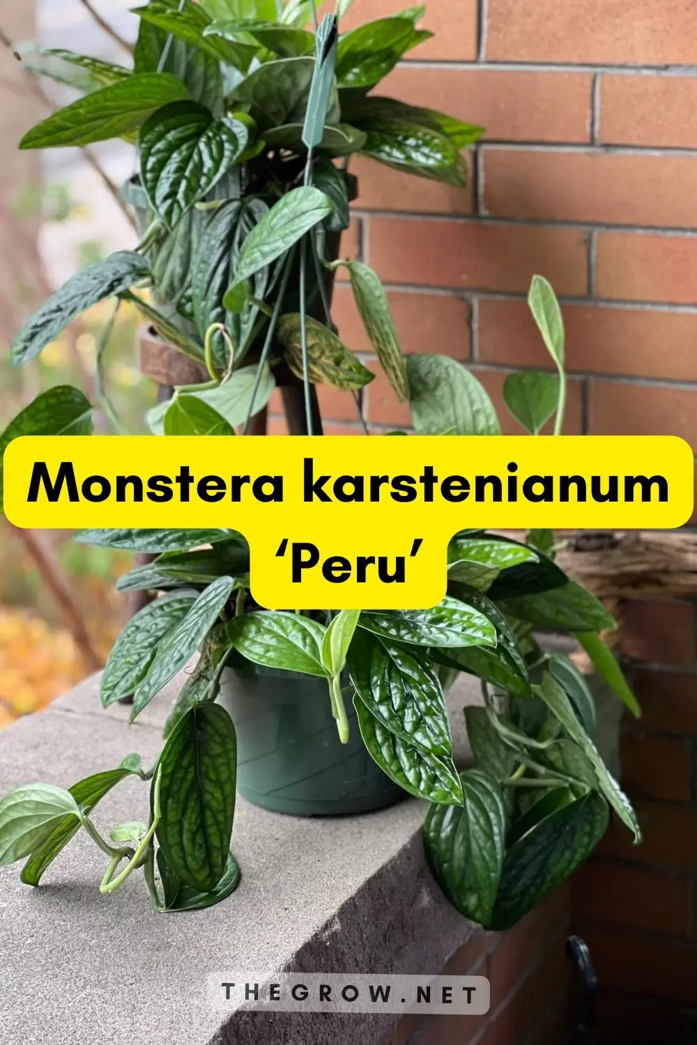 Monstera karstenianum ‘Peru’