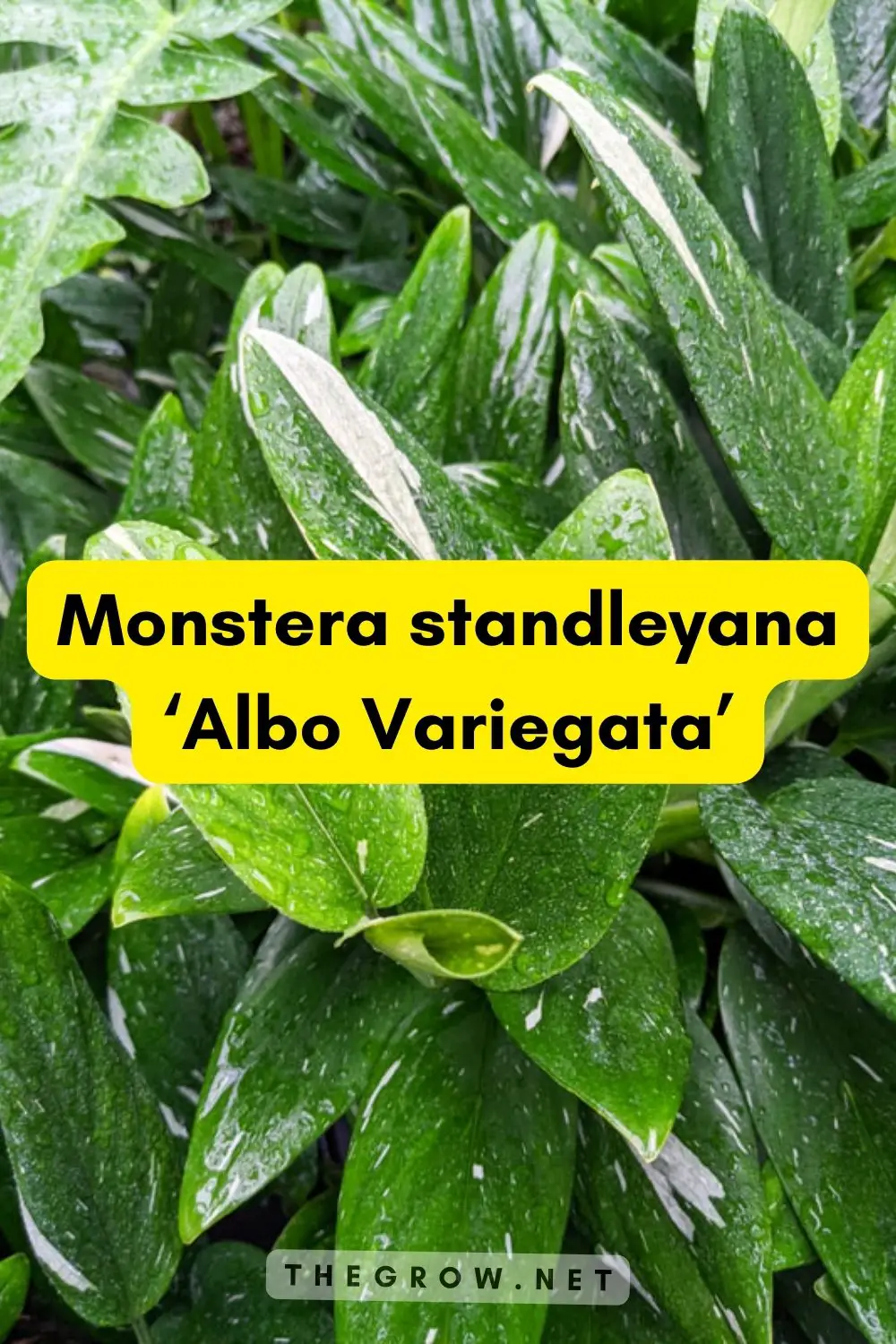 Monstera standleyana ‘Albo Variegata’