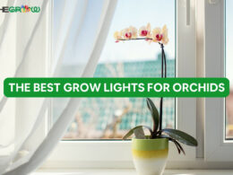 The Best Grow Lights For Orchids