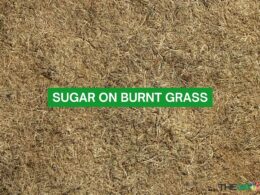 Sugar On Burnt Grass