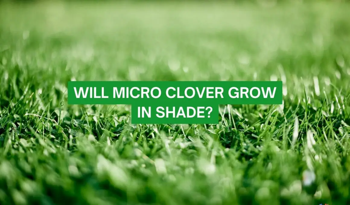 Will Micro Clover Grow In Shade