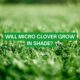 Will Micro Clover Grow In Shade