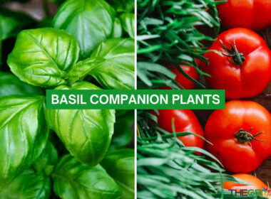 Basil Companion Plants 2023: The Complete List