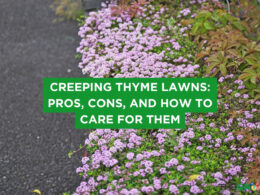 Creeping Thyme Lawns: Pros, Cons