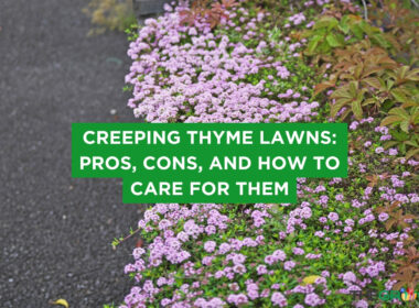 Creeping Thyme Lawns: Pros, Cons