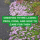 Creeping Thyme Lawns: Pros, Cons