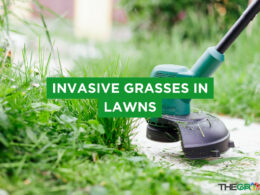 Invasive Grasses in Lawns: Identification, Prevention, And Control
