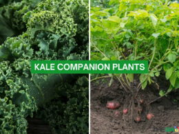Kale Companion Plants 2023: The Complete List