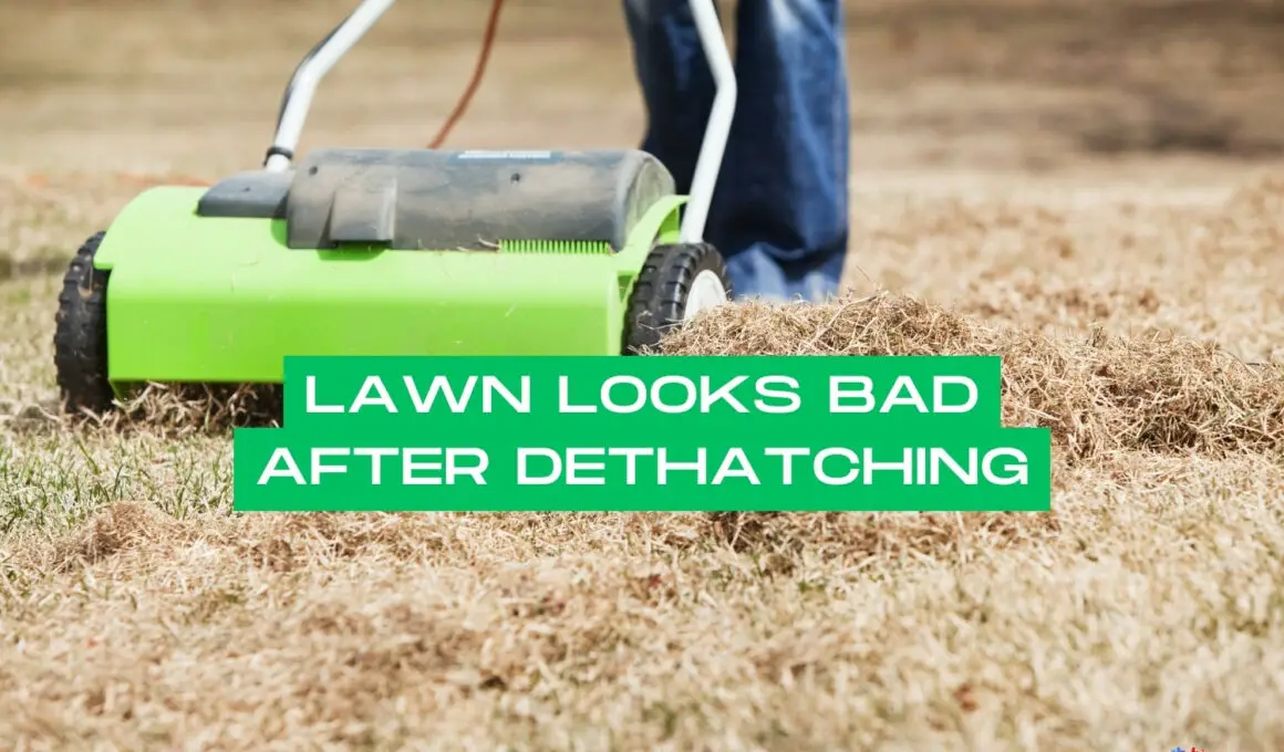Lawn Looks Bad After Dethatching