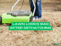 Lawn Looks Bad After Dethatching