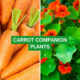 Carrot Companion Plants 2023: The Complete List
