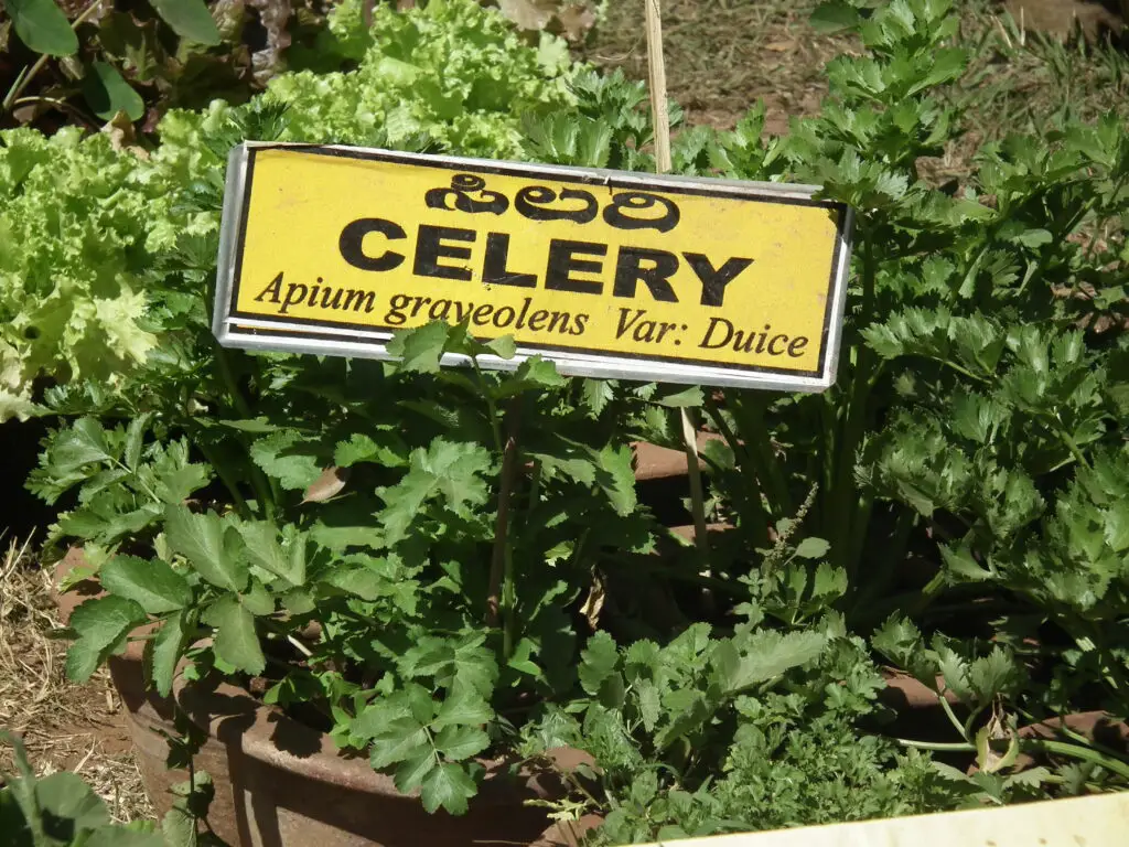 Celery Companion Plant