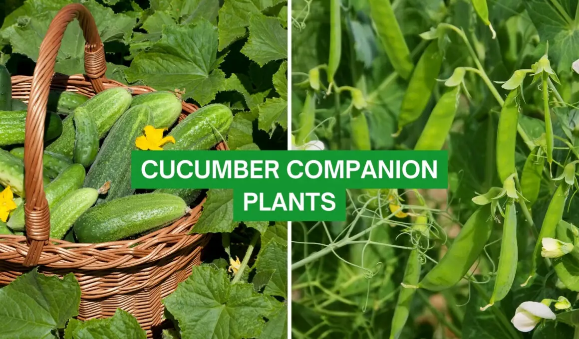 Cucumber Companion Plants 2023: The Complete List