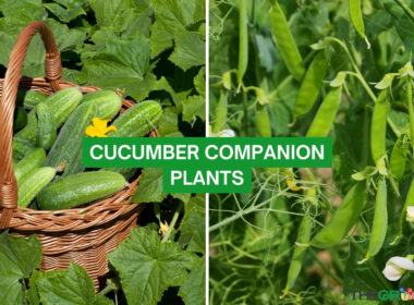 Cucumber Companion Plants 2023: The Complete List