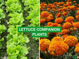 Lettuce Companion Plants 2023: The Complete List