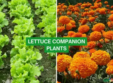 Lettuce Companion Plants 2023: The Complete List