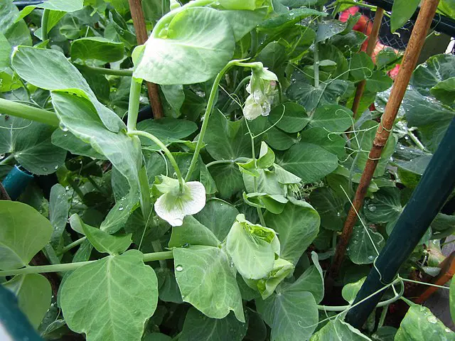 Peas as carrot companion plant