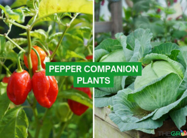 Pepper Companion Plants 2023: The Complete List