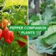 Pepper Companion Plants 2023: The Complete List
