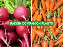 Radish Companion Plants 2023: The Complete List