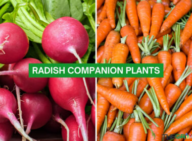 Radish Companion Plants 2023: The Complete List