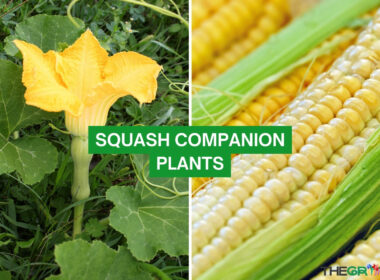 Squash Companion Plants 2023: The Complete List