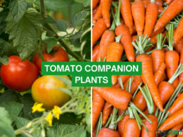 Tomato Companion Plants 2023: The Complete List