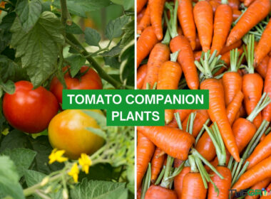 Tomato Companion Plants 2023: The Complete List
