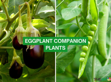 Eggplant Companion Plants
